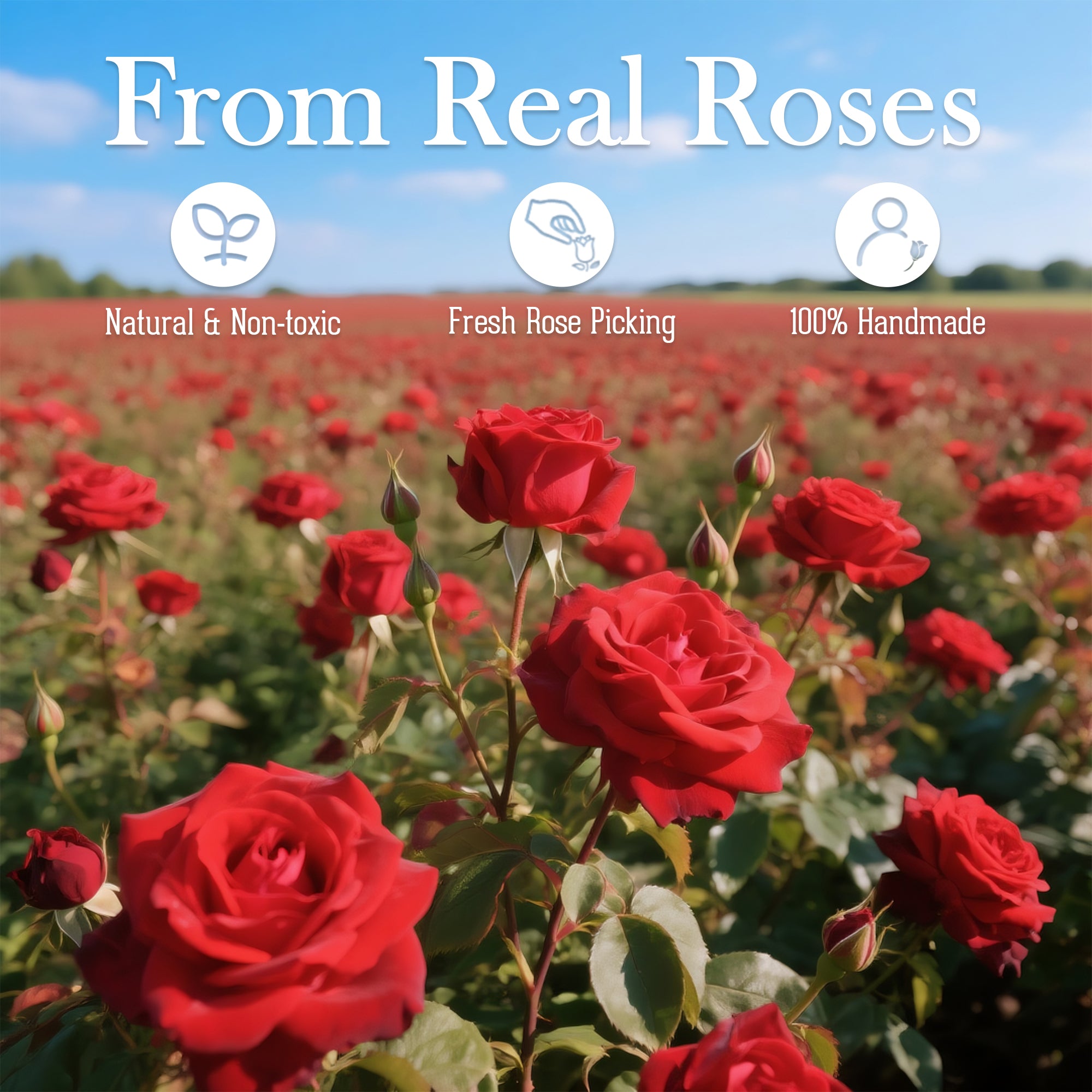 Hover Flower Preserved Roses in a Box